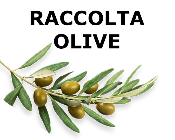 Stagione raccolta olive 2023/2024
